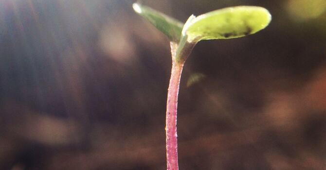 Ice Or Heat, Which Is Better When You're Hurt?